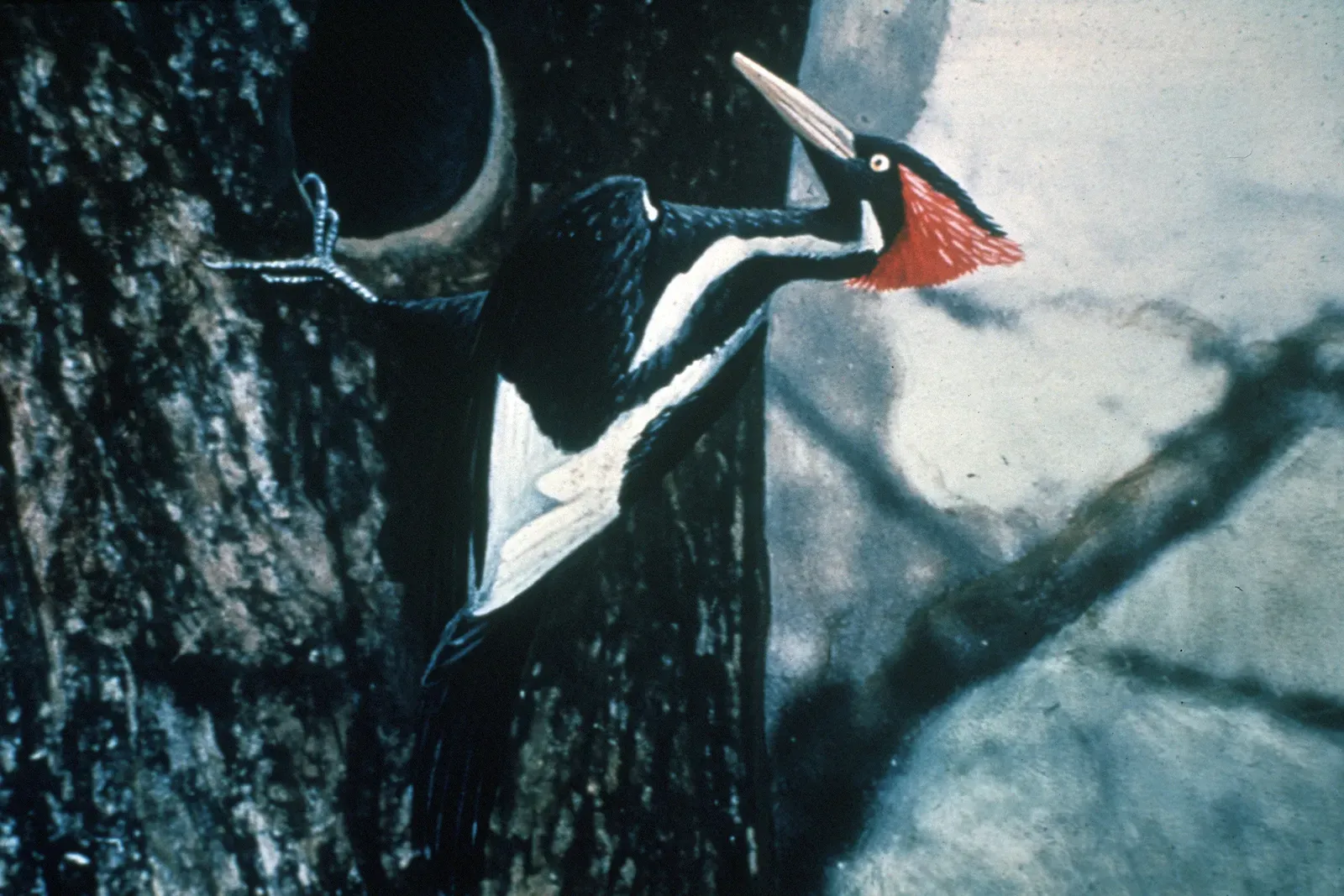 #3 - The Ivory-Billed Woodpecker (By Original photo by Arthur A. Allen, 1935 [1], watercolored by Jerry A. Payne, USDA-ARS, CC BY 3.0 us)
