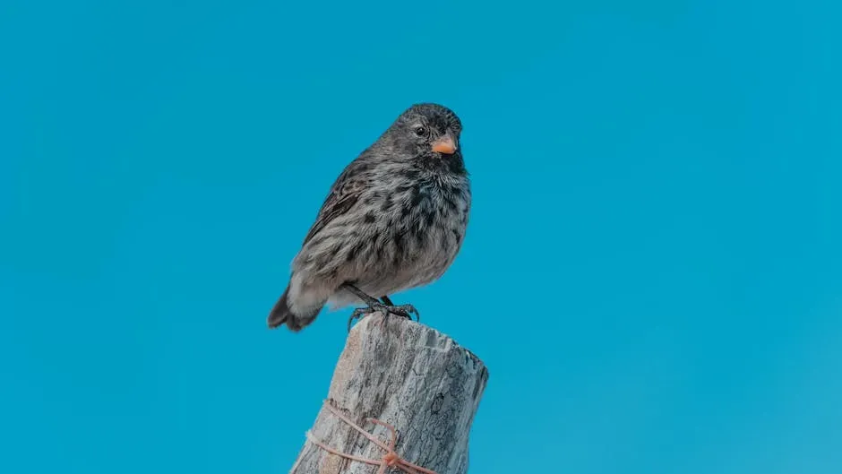 How Dinosaurs Physically Shrank Into Birds (Image Credits: Pexels)