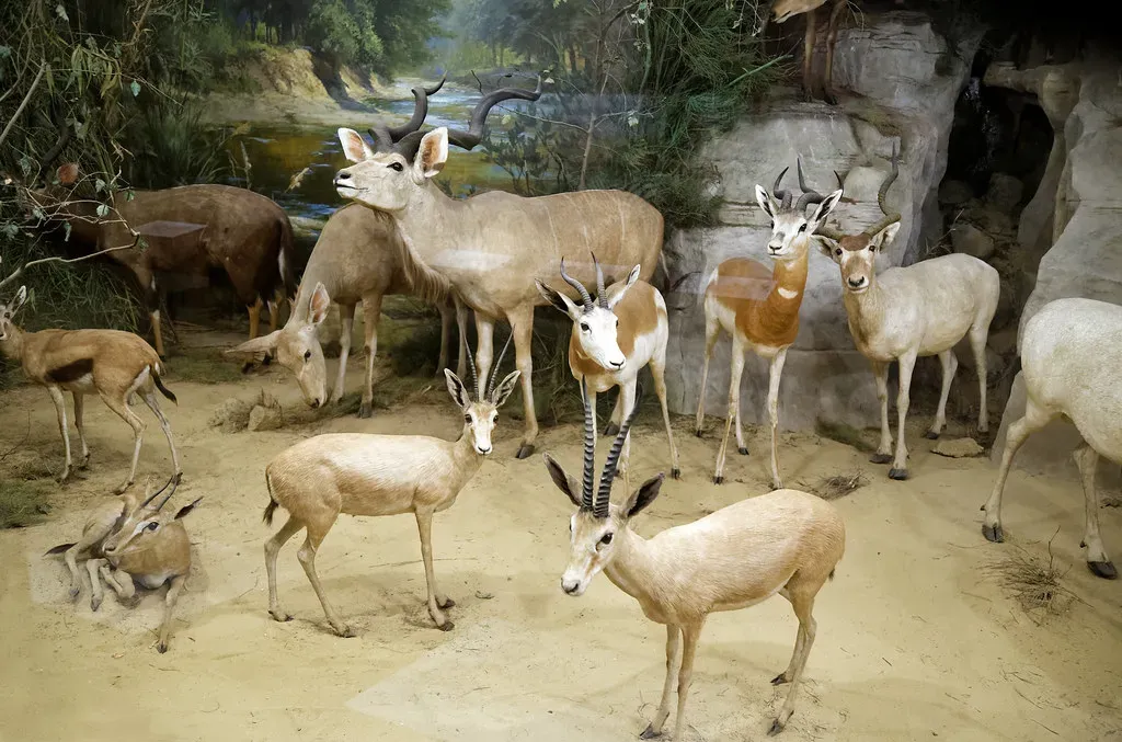 #6 - The Classic Taxidermy Diorama Hall Itself Is Disappearing (Acabashi, Flickr, CC BY 2.0)