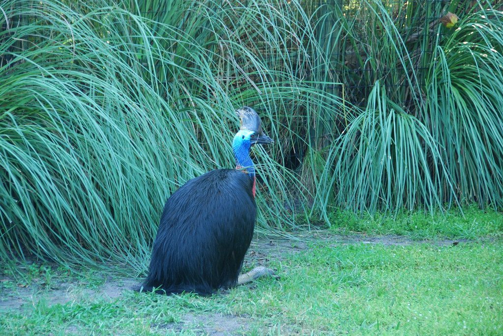 Dinosaurs Are Still Among Us Today (Image Credits: Flickr)