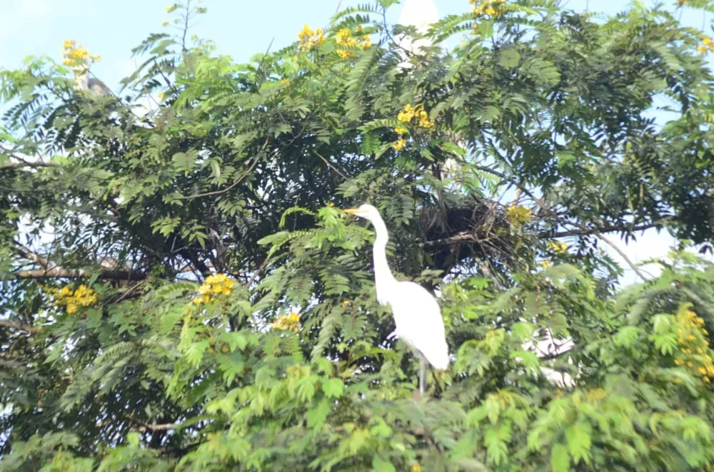 You Share the Planet with the Dinosaurs’ Surviving Relatives (By Mrbobax, CC BY-SA 4.0)