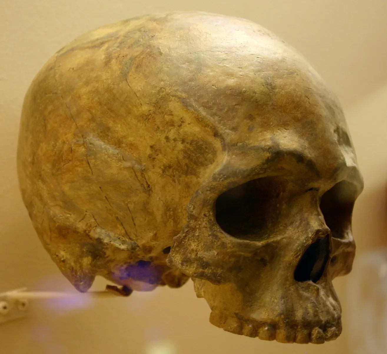 #4 - Face Bones Buried Deeper Than Anyone Thought Possible (Homo Sapiens 68,000 Years Old, CC BY-SA 2.0)