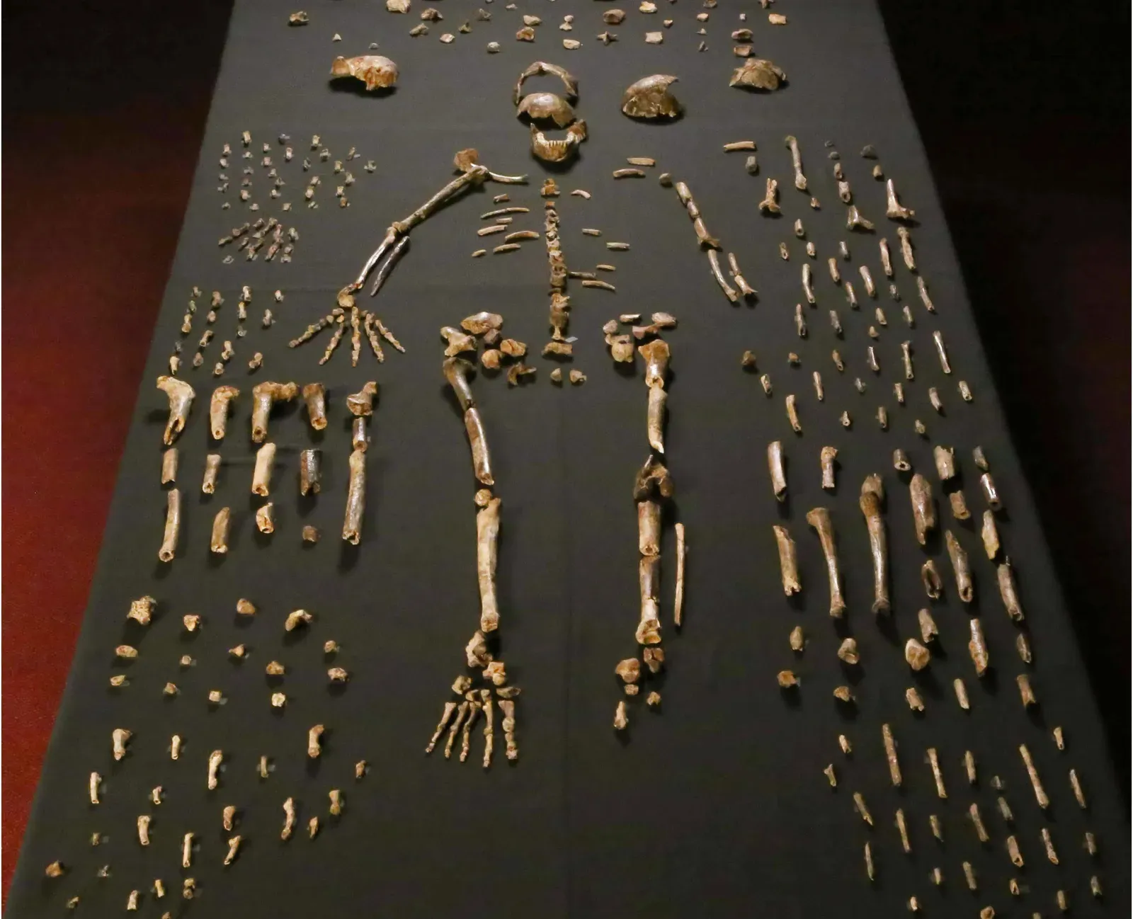 #14 - The "Mystery Humanoids" That Don't Fit Our Family Tree (Image Credits: Wikimedia)