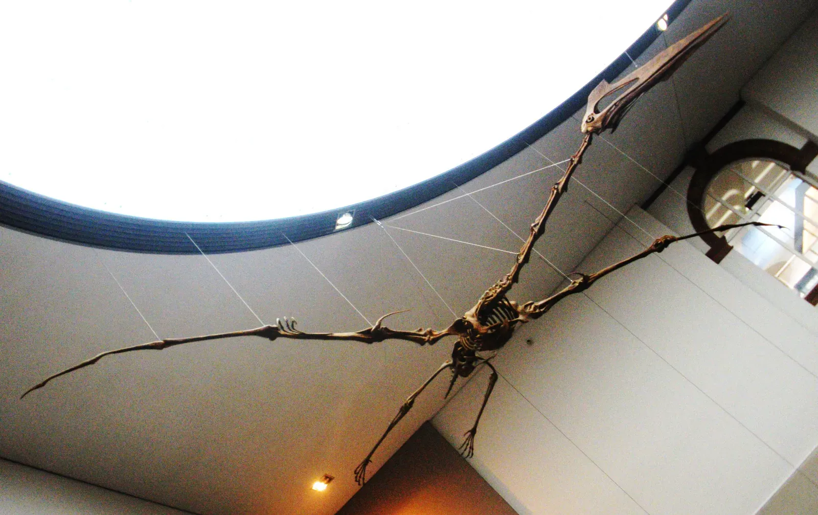 3. Quetzalcoatlus: The Sky Giant of Texas (By Ghedoghedo, CC BY-SA 3.0)