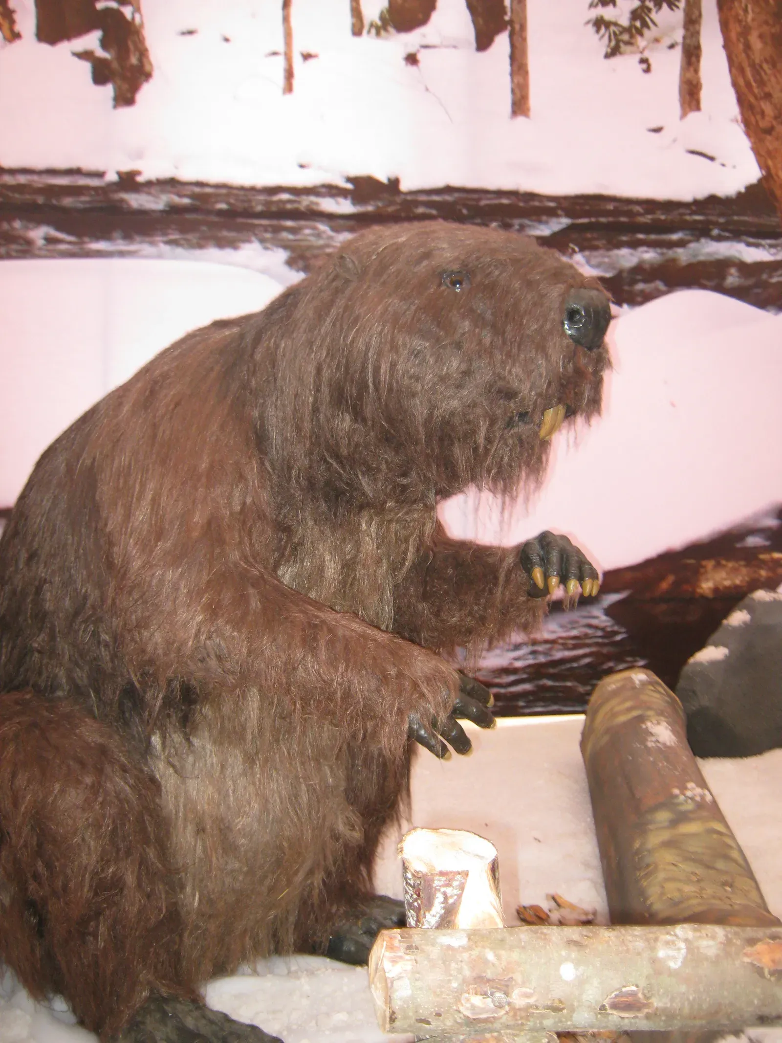 Giant Beaver: North America's Aquatic Behemoth (Image Credits: Wikimedia)