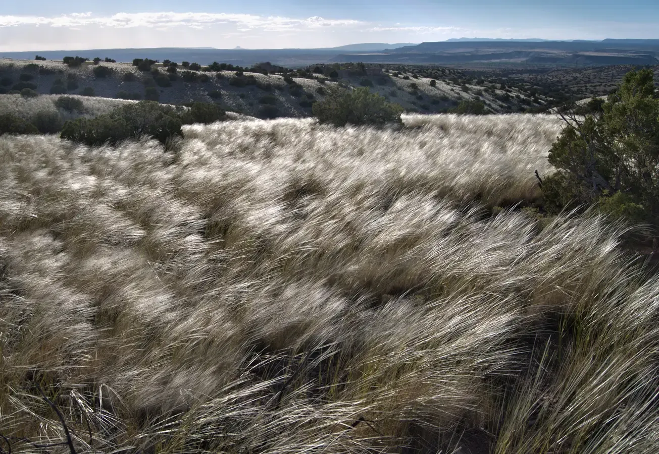 #8 Soundscapes: The Way Wind Plays the Land (Wild Grass, CC BY 2.0)