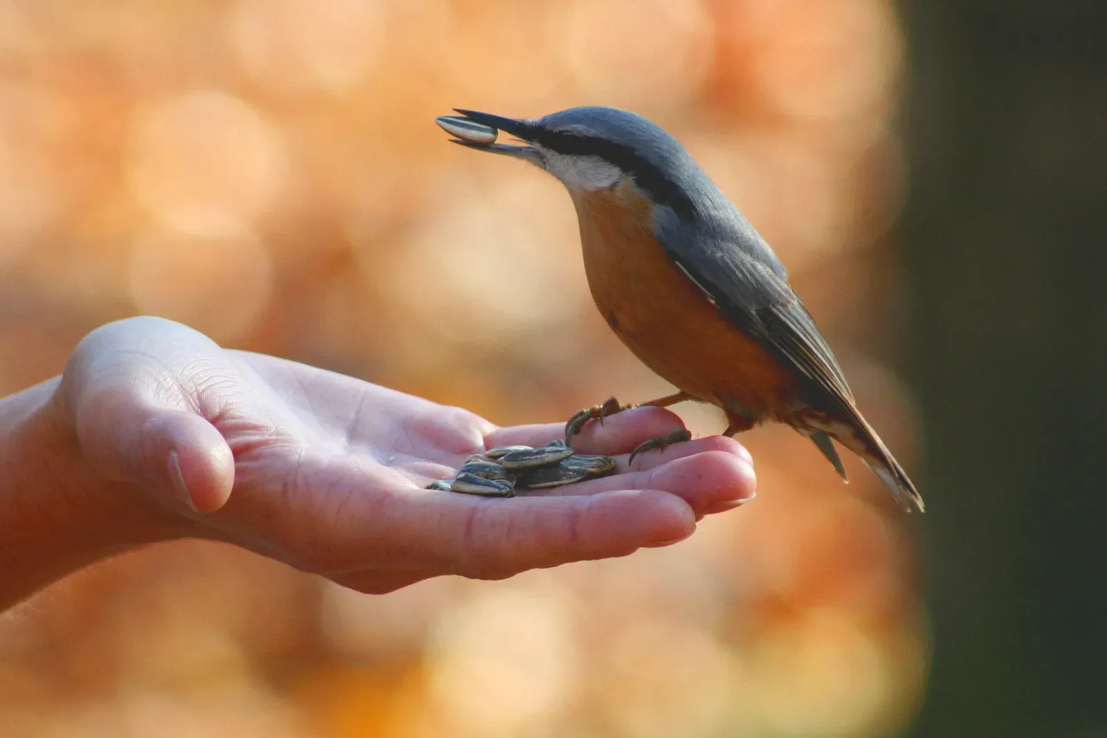 You Have Always Felt a Deep Connection to Birds (Image Credits: Wikimedia)