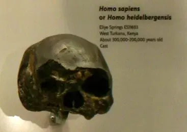 Small Brains, Big Lives: How These Ancestors Actually Lived (Skulls of our Ancestors, CC BY-SA 2.0)