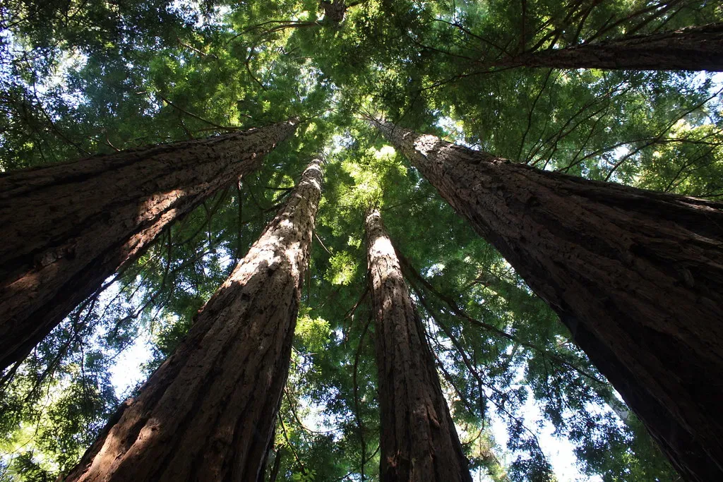 Towering Conifers: The Giants That Fed the Giants (Image Credits: Flickr)
