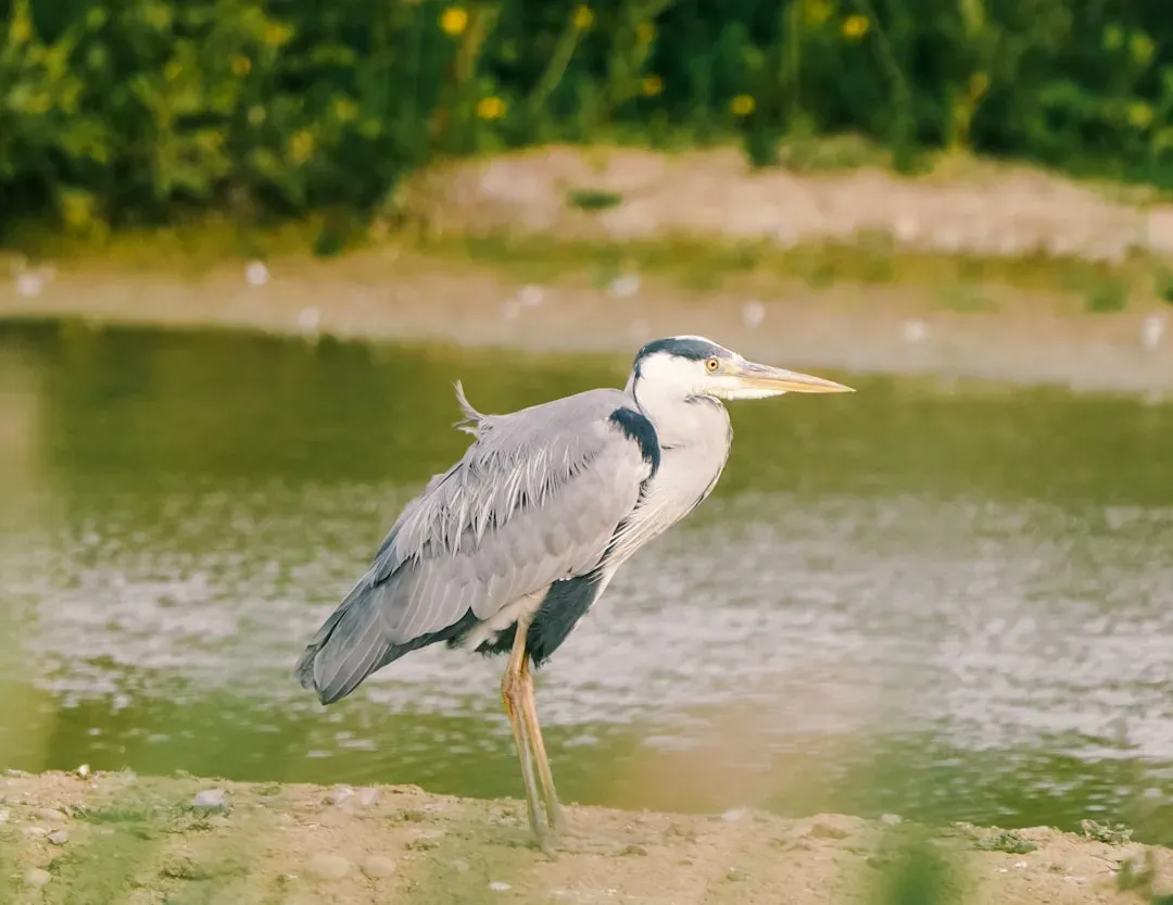 Pisces – The Heron (Image Credits: Unsplash)