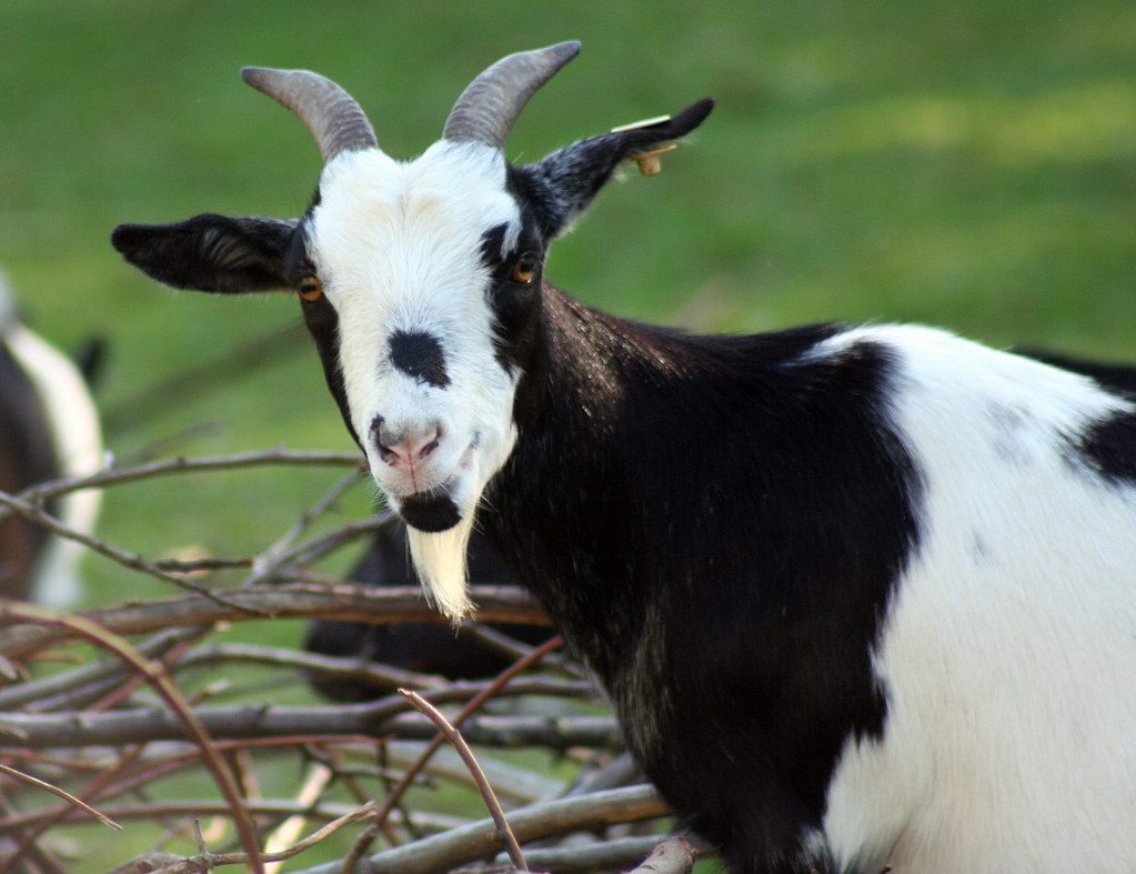 The Gentle Goat: Your Artistic Soul (Image Credits: Flickr)