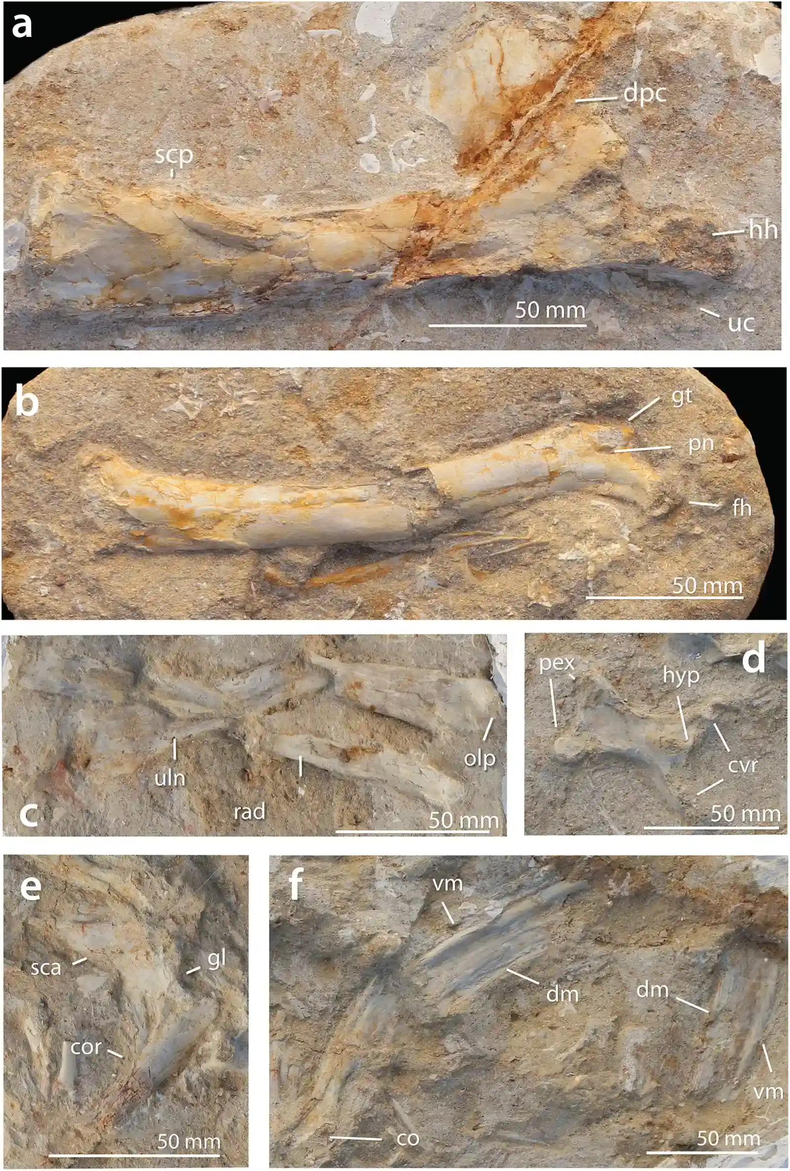 #9 - The Moroccan Fossils Rewriting Where We Came From (By Nicholas R. Longrich, David M. Martill, Brian Andres, CC BY-SA 4.0)
