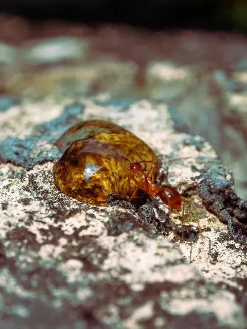 #7 - The Tiny "Armor-Plated" Creature That Might Be a Crustacean on Land (Image Credits: Pexels)