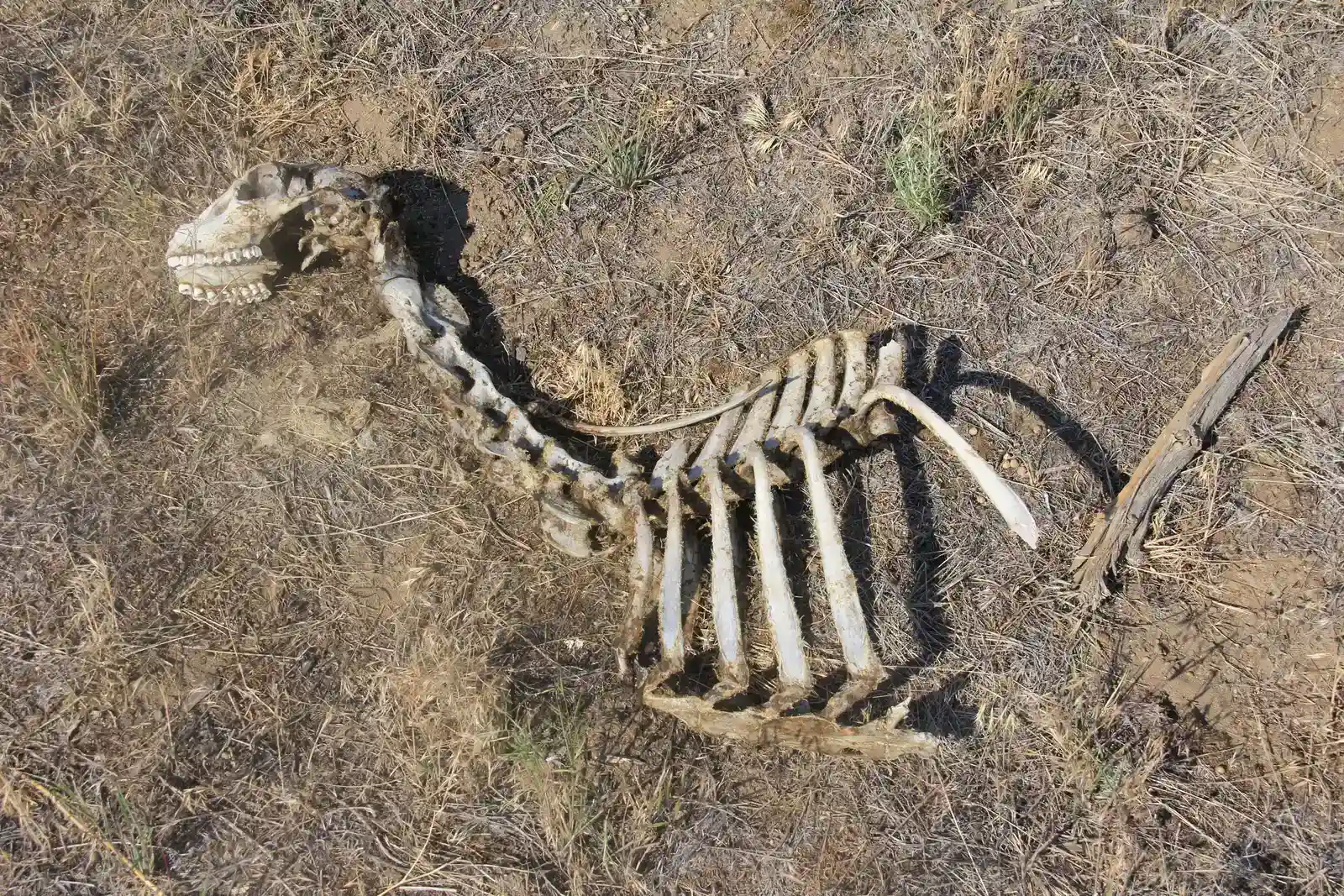 #3 Animal Skeletons and Imprints of Fur and Skin (Skeleton, Public domain)