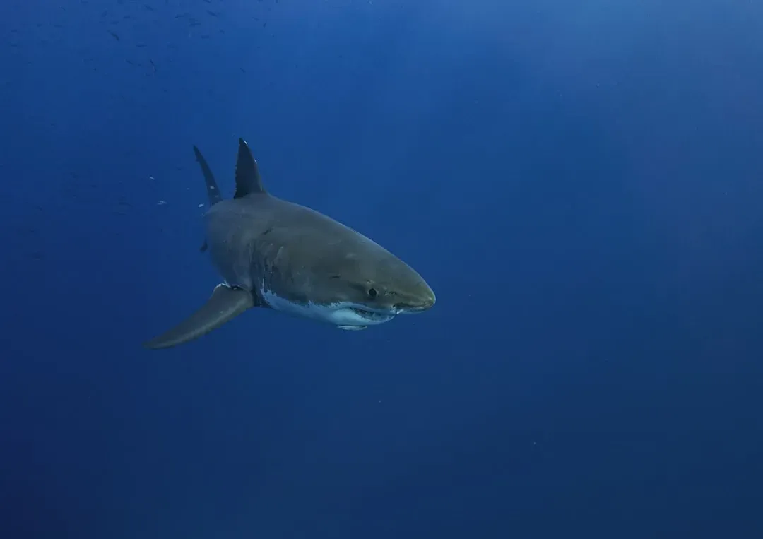 4. Great white sharks doing whatever they do in the twilight zone (Image Credits: Unsplash)
