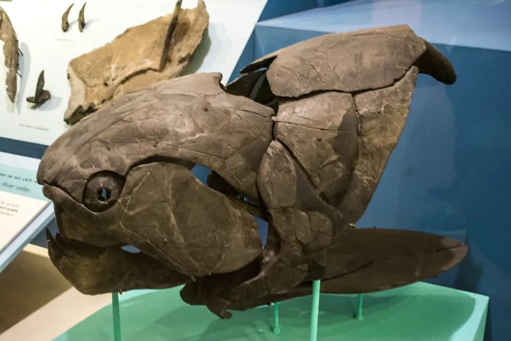 #5 - Dunkleosteus, the Apex Predator With No Confirmed Body (Tim Evanson, Flickr, CC BY-SA 2.0)