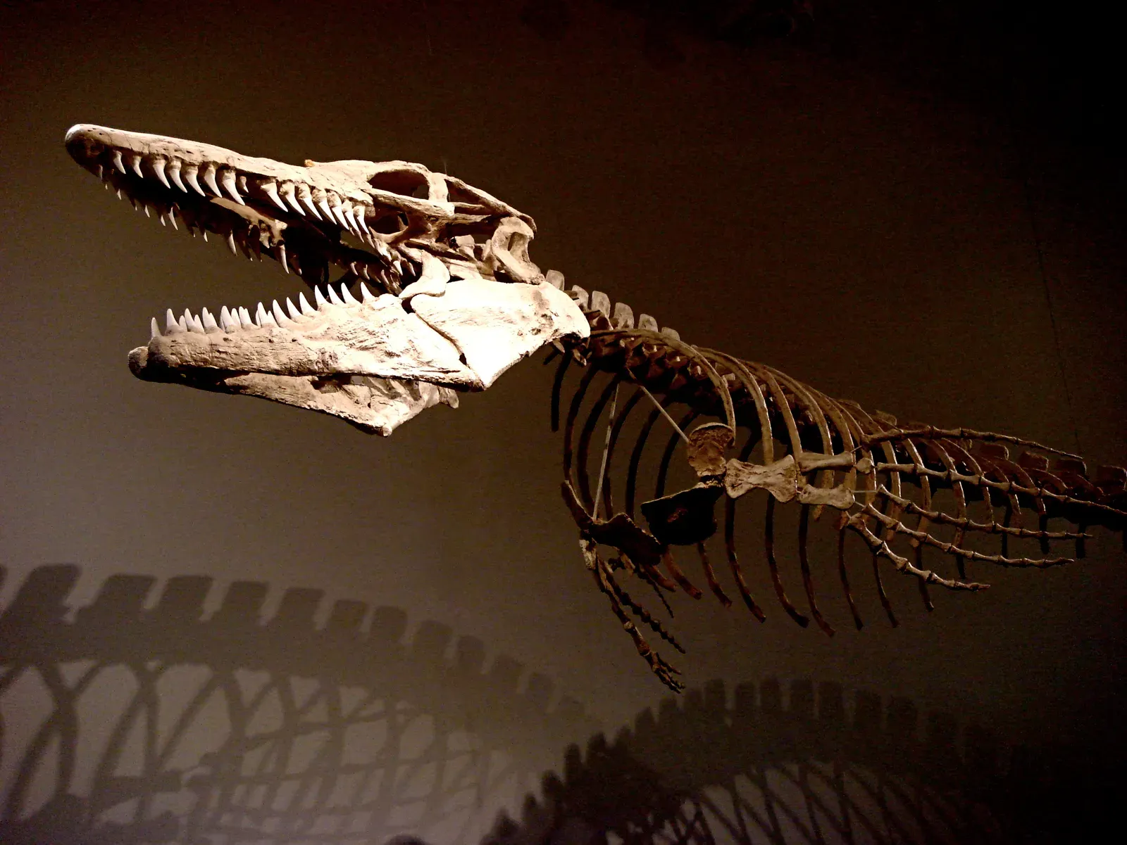 Conclusion: The Sea Monsters That Were Never Dinosaurs (Whale BonesUploaded by FunkMonk, CC BY-SA 2.0)