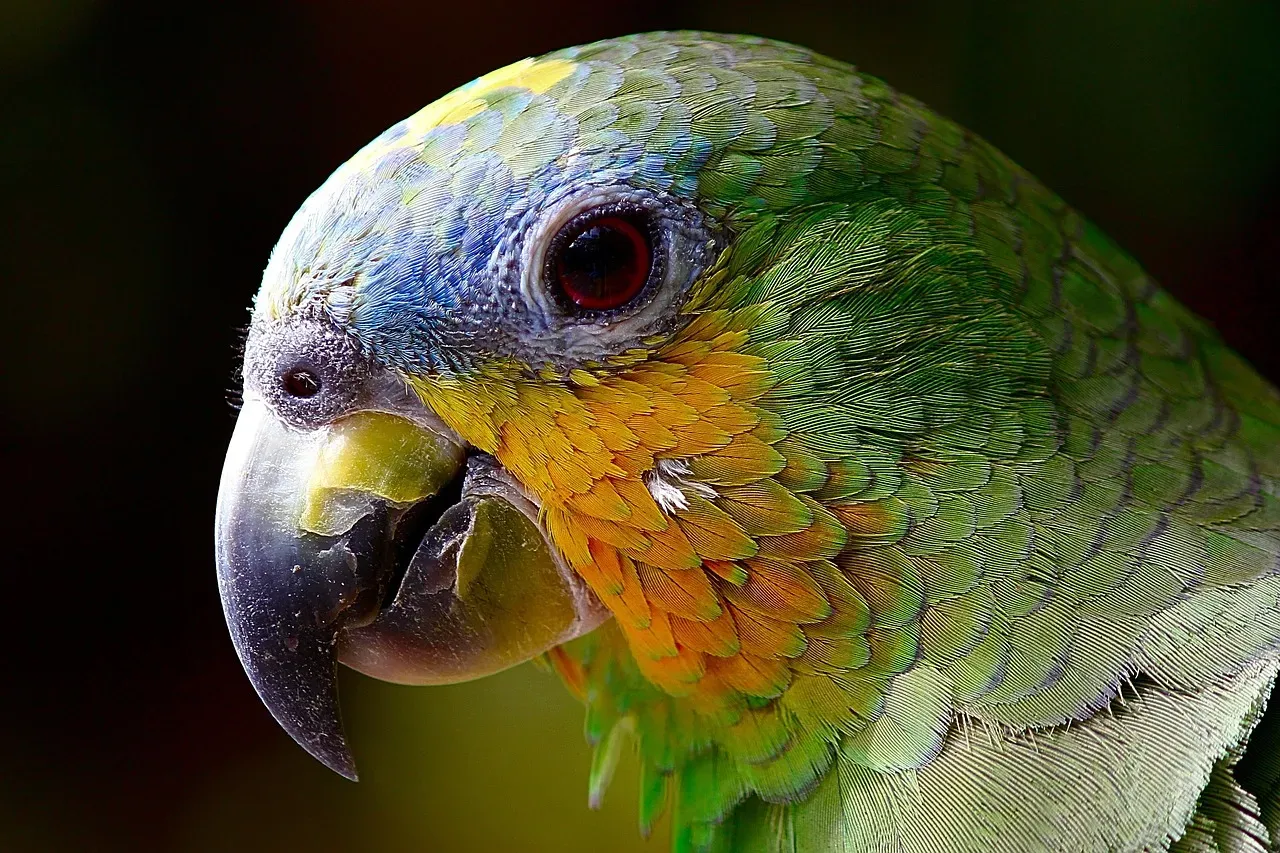 #9 Beaks And Toothless Jaws With Deep Roots (Image Credits: Pixabay)