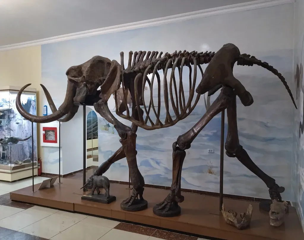 Myth 9: We know exactly what mammoths looked like, sounded like, and behaved like (Image Credits: Flickr)