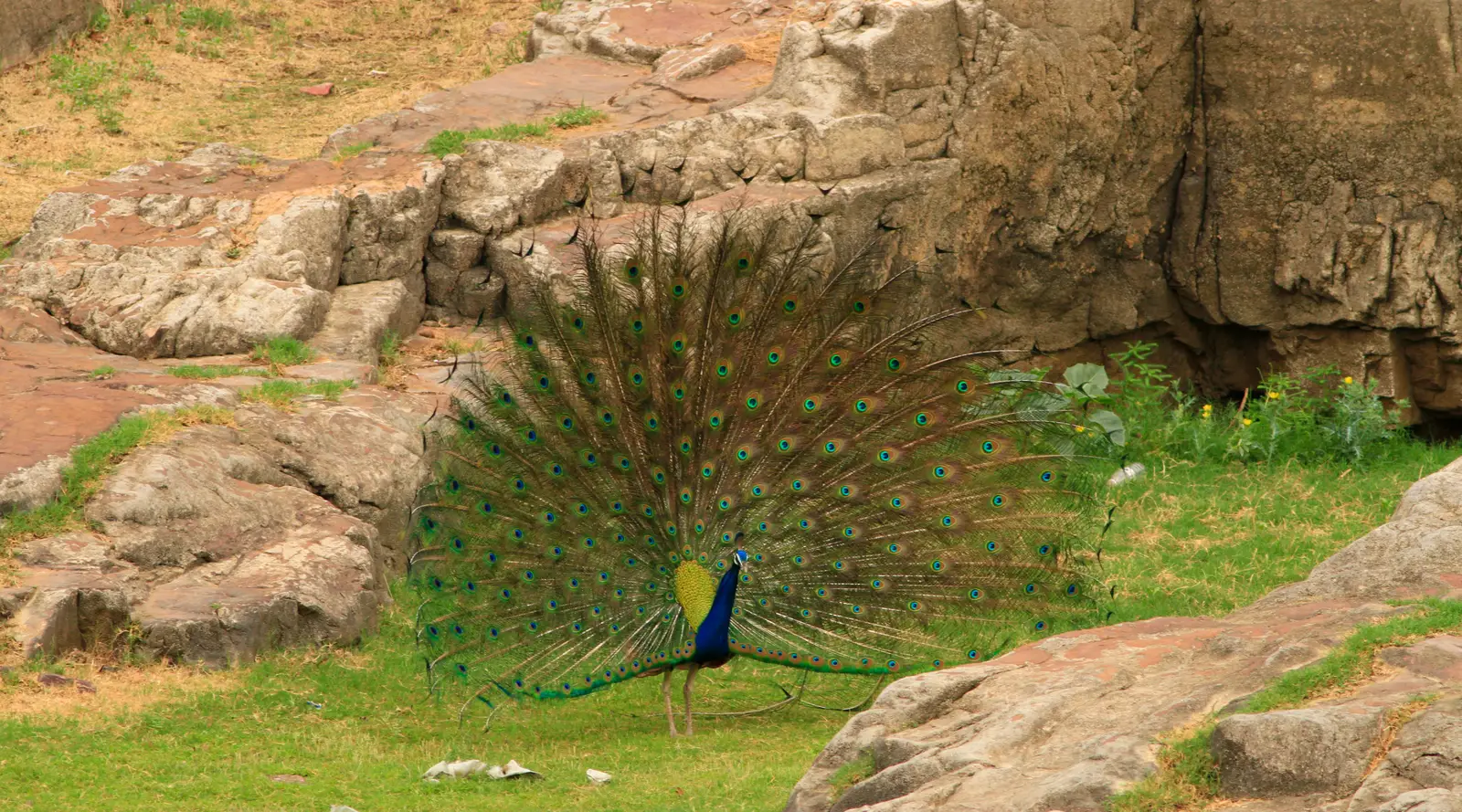 Leo – The Narcissistic Peacock (By Shaz.syed13, CC BY-SA 4.0)