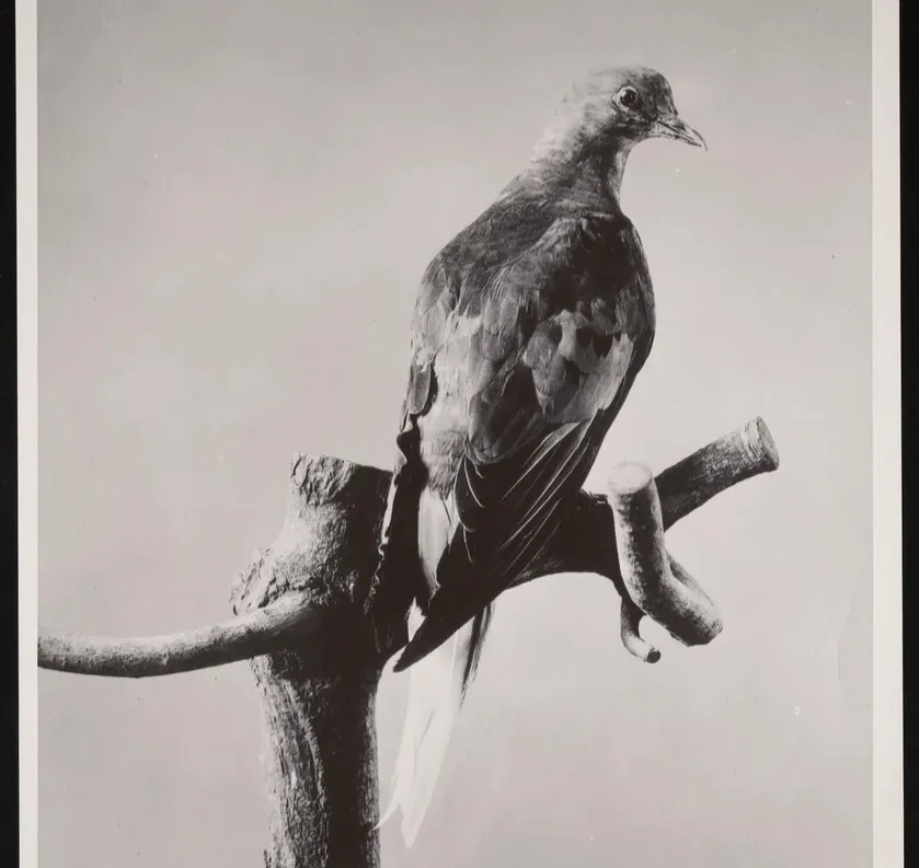 #2 - The Passenger Pigeon "Sky Darkening" Exaggeration (Image Credits: Rawpixel)