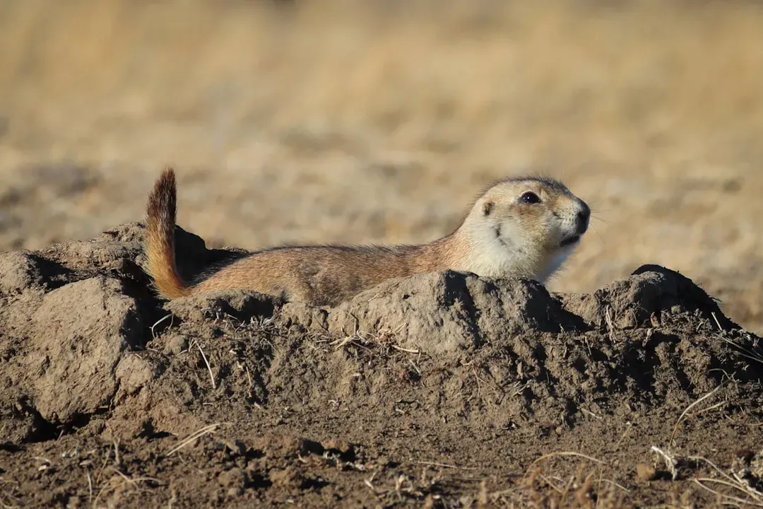 Why Being Small, Flexible, and “Unimpressive” Saved Mammals (Image Credits: Unsplash)