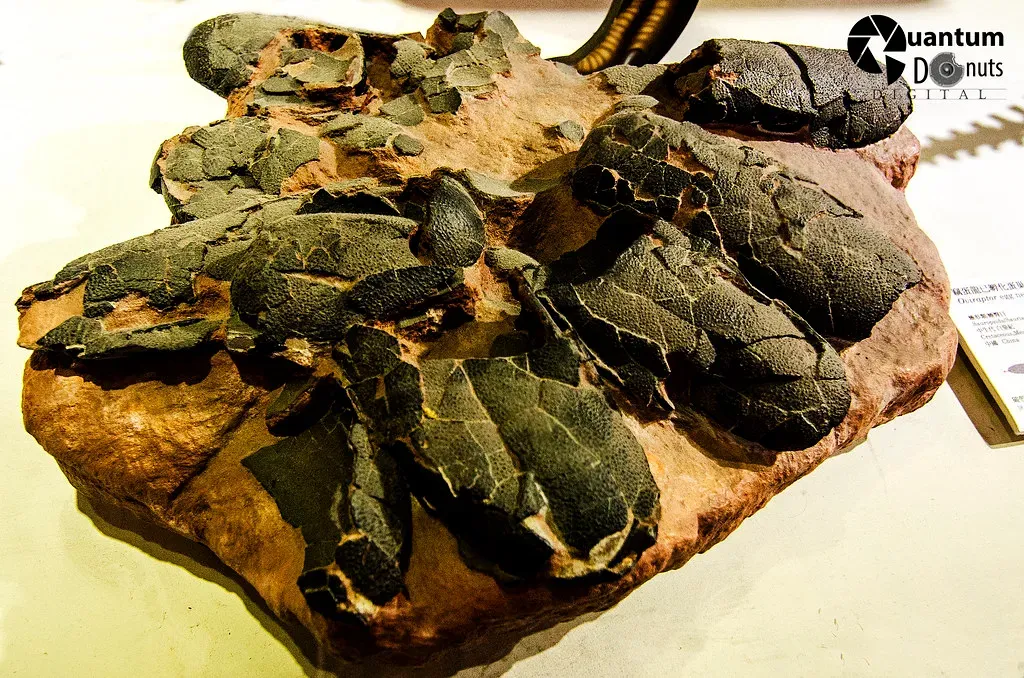 The Flaming Cliffs Eggs That Blamed the Wrong Dinosaur (O-JD, Flickr, CC BY 2.0)