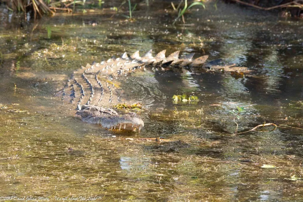6. Crocodiles: Subtly Updated Dinosaurs In The River (David Minty, Flickr, CC BY 2.0)