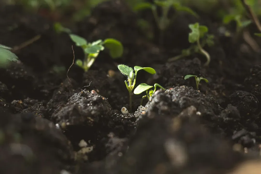 #8 - The Nutrient Most Soil Tests Deliberately Leave Out (Image Credits: Unsplash)