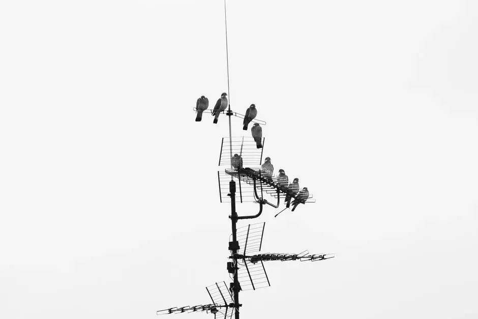 #8 - When Radar Blips Were Blamed on "Ions," Not Birds (Image Credits: Pexels)