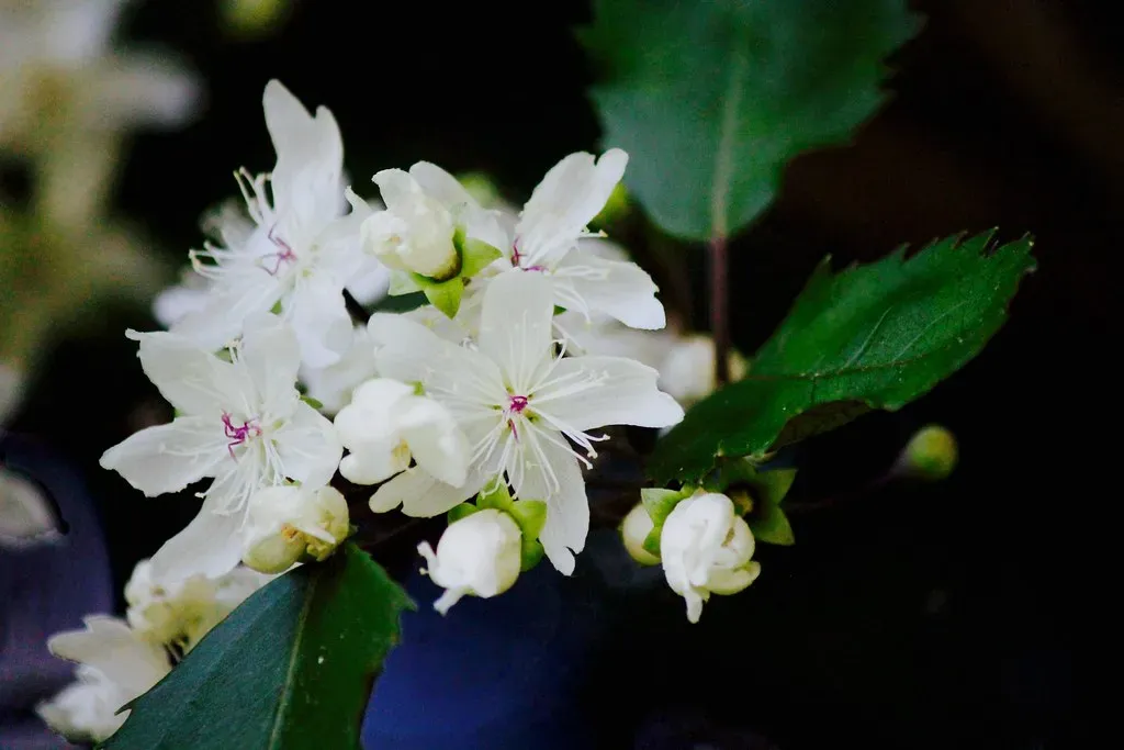 #3 - Moa Ate Flowers Whole, Nectar And All (Image Credits: Flickr)
