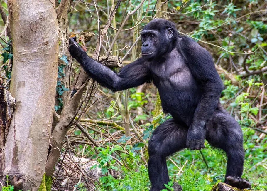 Walking Upright in the Trees: A Different Kind of Bipedalism (Image Credits: Pexels)