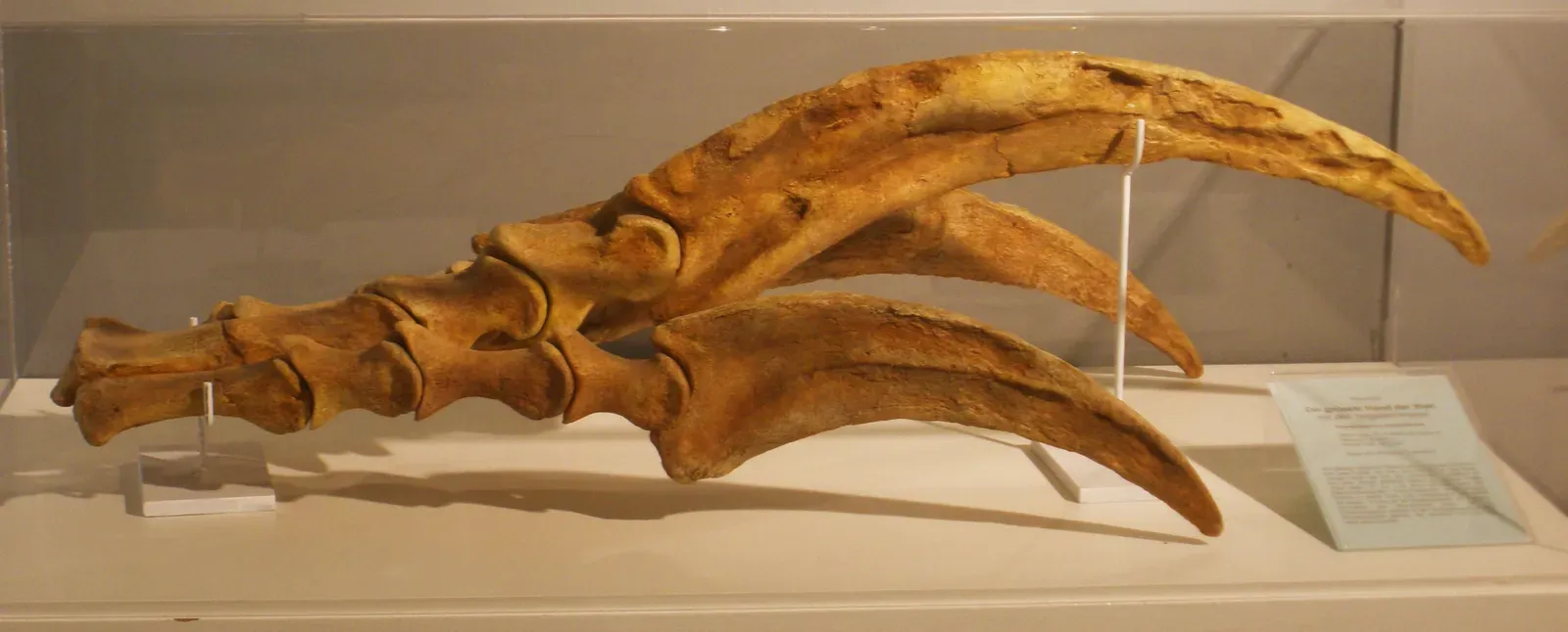 Those Ridiculous Claws: Tools, Weapons, or Both? (By Ghedoghedo, CC BY-SA 3.0)