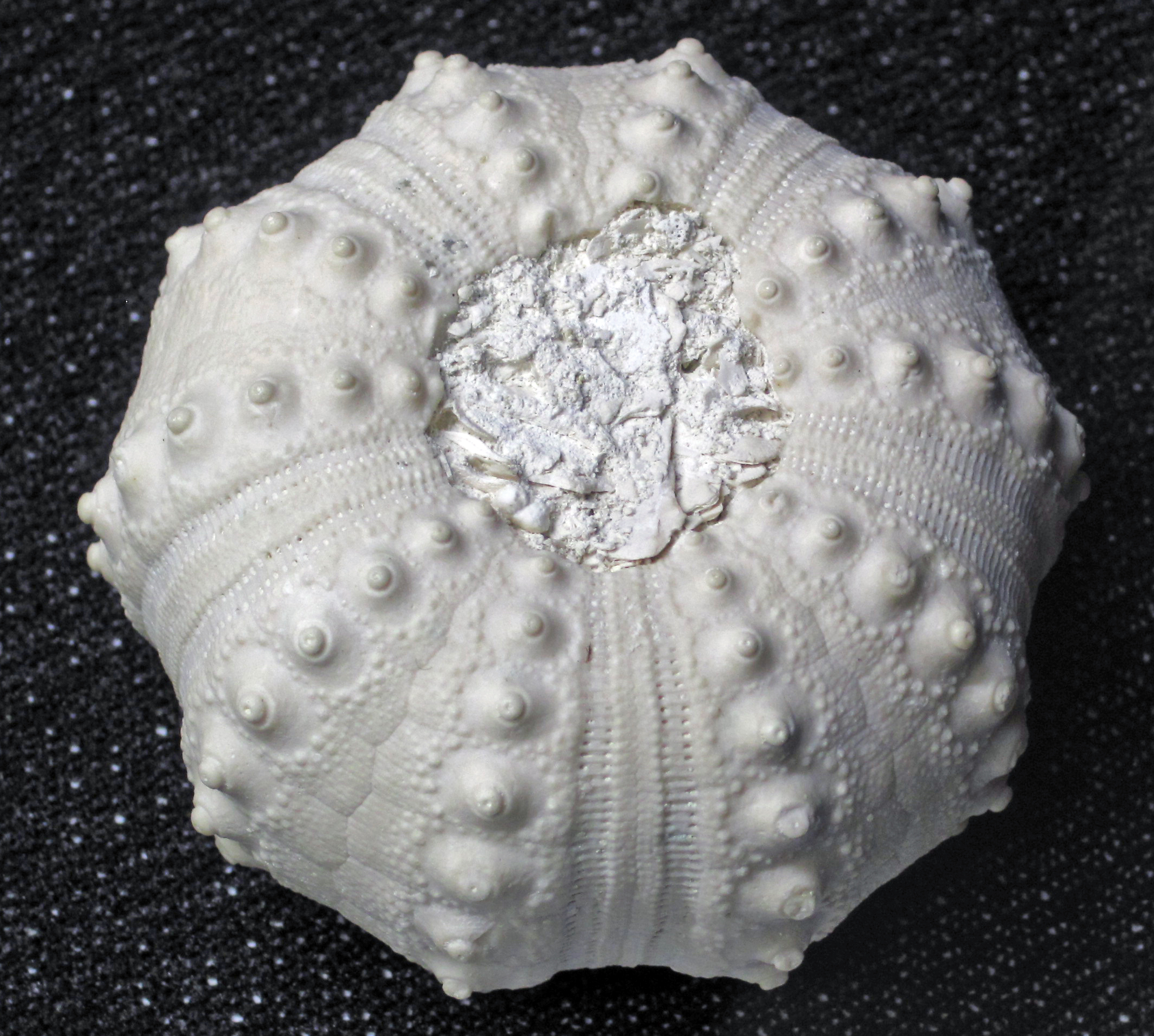 Libra Rising - The Balanced Echinoid (Image Credits: Wikimedia)