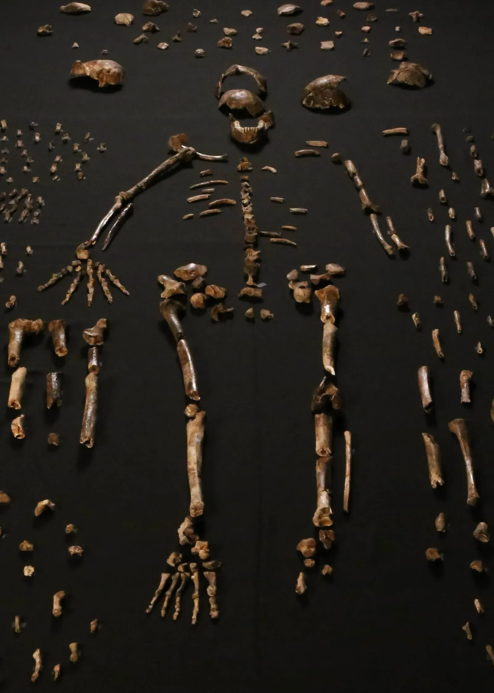 #2 - Homo Naledi, The Species With Hands Built For Two Different Worlds (By Lee Roger Berger research team, CC BY 4.0)