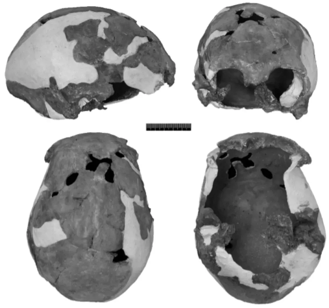 #14 - The Iwo Eleru Skull (Nigeria) (By Katerina Harvati ,Chris Stringer,
Rainer Grün,
Maxime Aubert,
Philip Allsworth-Jones,Caleb Adebayo Folorunso, CC BY 4.0)