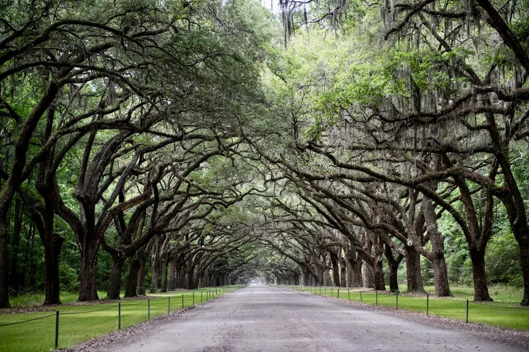 From Savannas to City Parks: How Urban Design Echoes Ancient Africa (Image Credits: Unsplash)