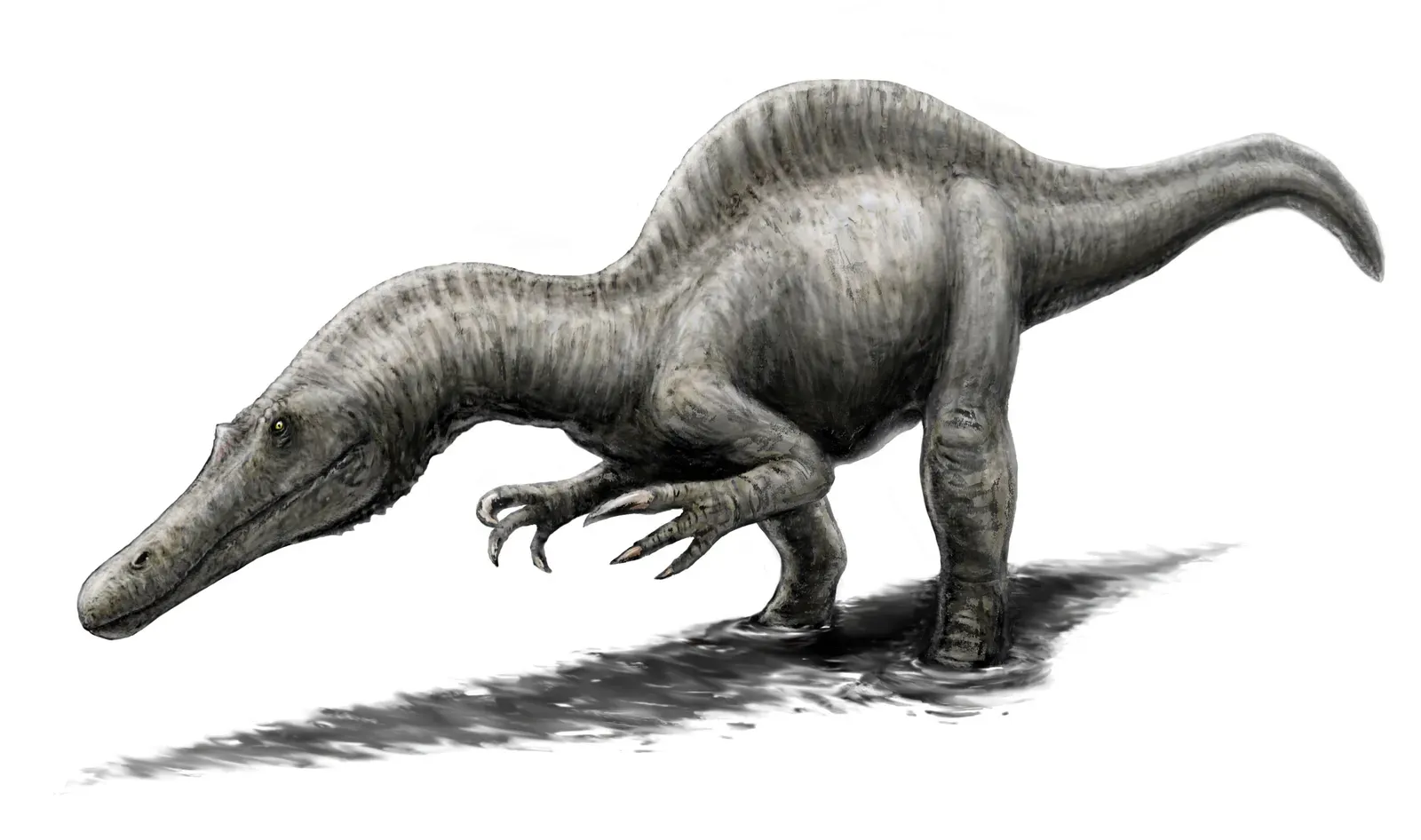 A Giant Spinosaurid From Thailand Rewrites Dinosaur Geography (By FunkMonk, CC BY-SA 3.0)