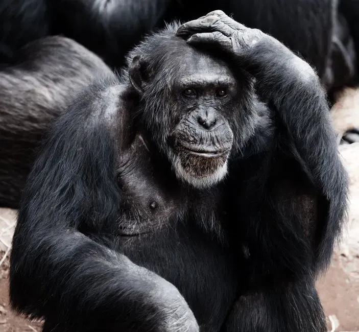 How Far Back Could Conscious Experience Go in Evolutionary Time? (Image Credits: Pexels)