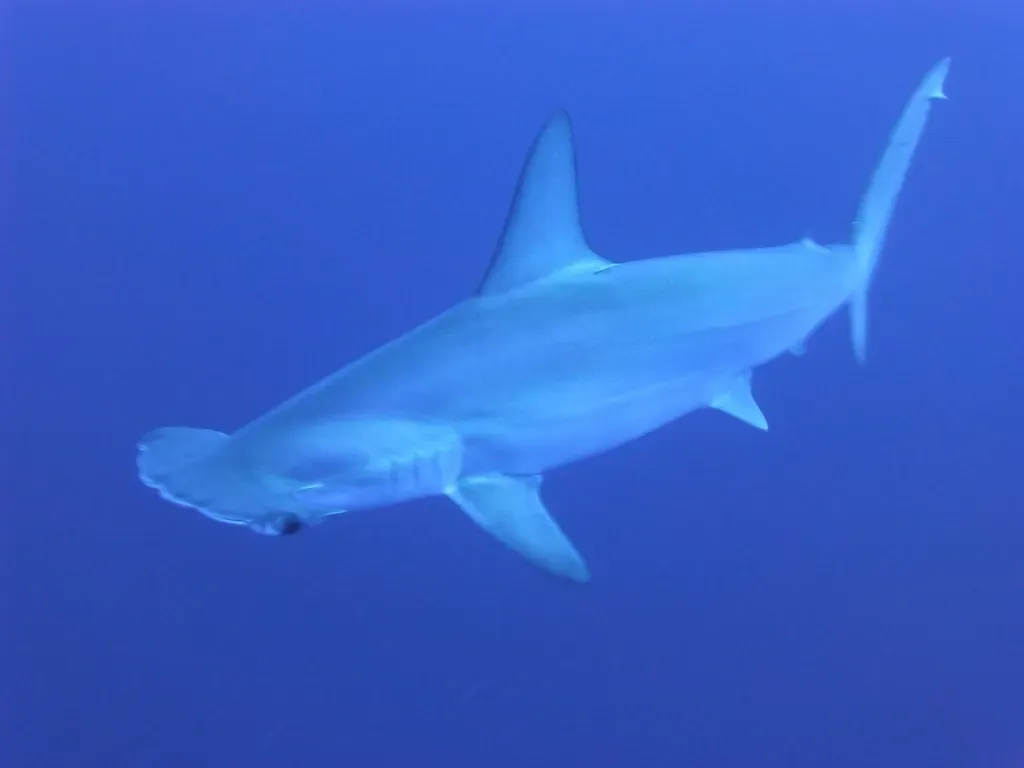 Aquarius: Hammerhead Shark – The Unconventional Visionary (Image Credits: Rawpixel)