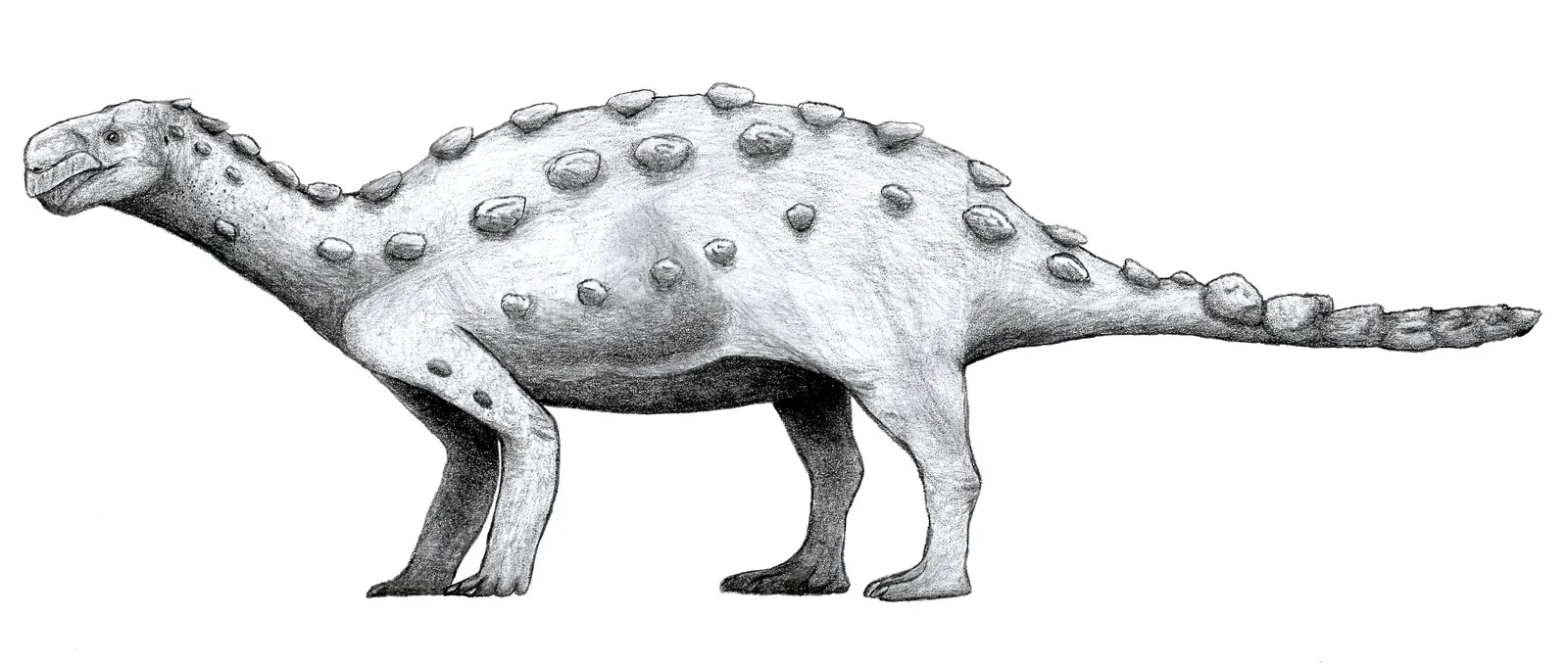 Evolving Internal Heat Generation Through Endothermy (Image Credits: Wikimedia)
