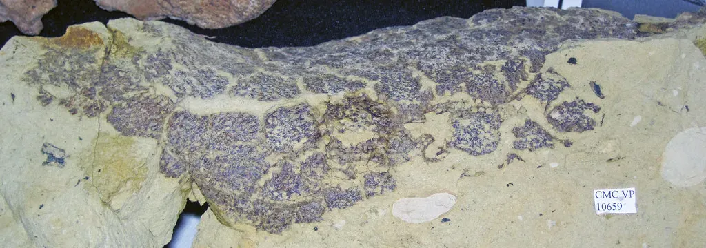 Clue 2: Dinosaur Skin Was Preserved in Glass - Literally (James St. John, Flickr, CC BY 2.0)