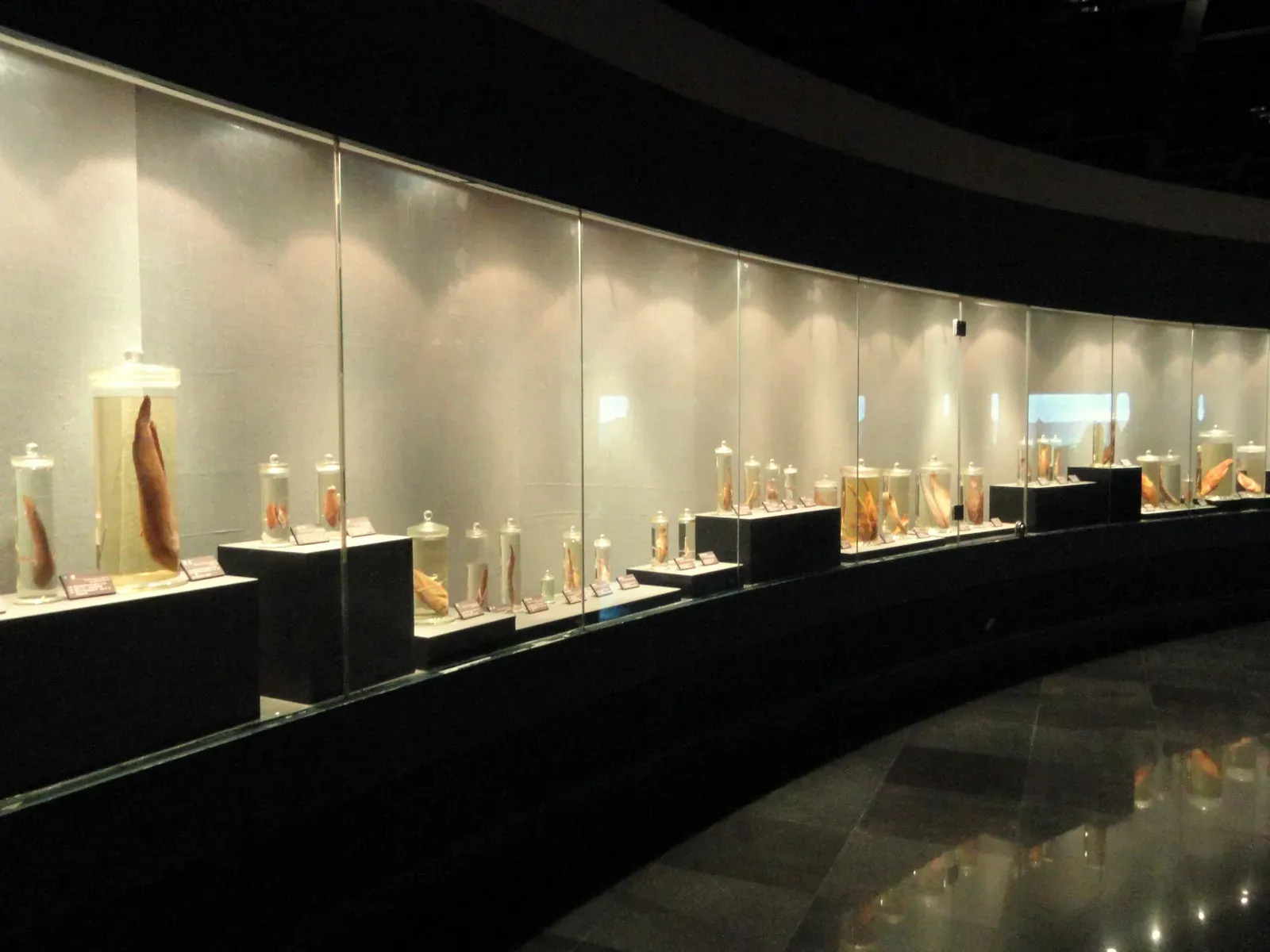 #4 - The Smithsonian's Digital Iceberg (Self-photographed, Public domain)