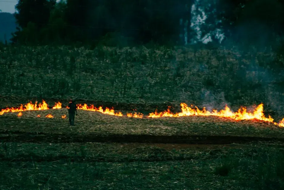Fire, Tools, and the First Ecological Shockwaves (Image Credits: Pexels)