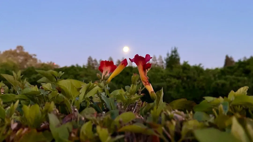 Cancer: The Cozy, Protective Moonlit Garden (Image Credits: Unsplash)