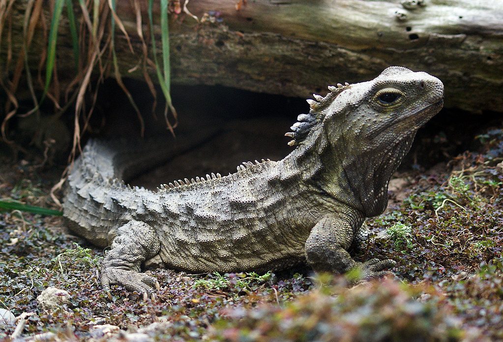 Tuataras: New Zealand's Living Fossils (Image Credits: Flickr)