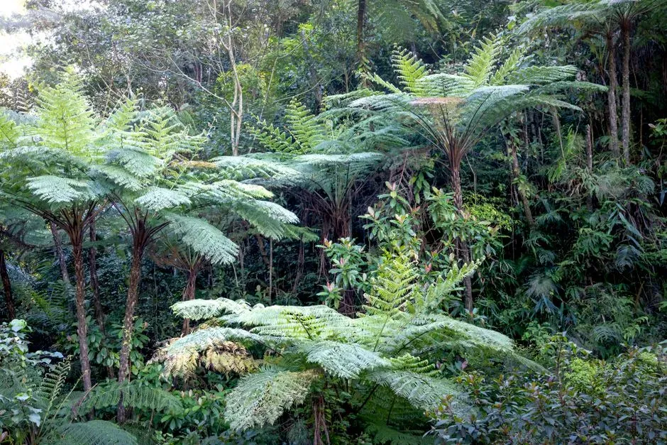 3. Tree Ferns: Giant Fronds from Deep Time (Image Credits: Pexels)