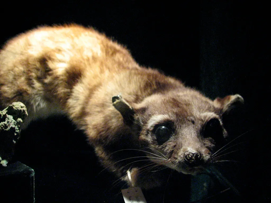 The Jurassic Period Was the Fastest Phase of Mammal Evolution in All of History (Mulling it Over, Flickr, CC BY-SA 2.0)