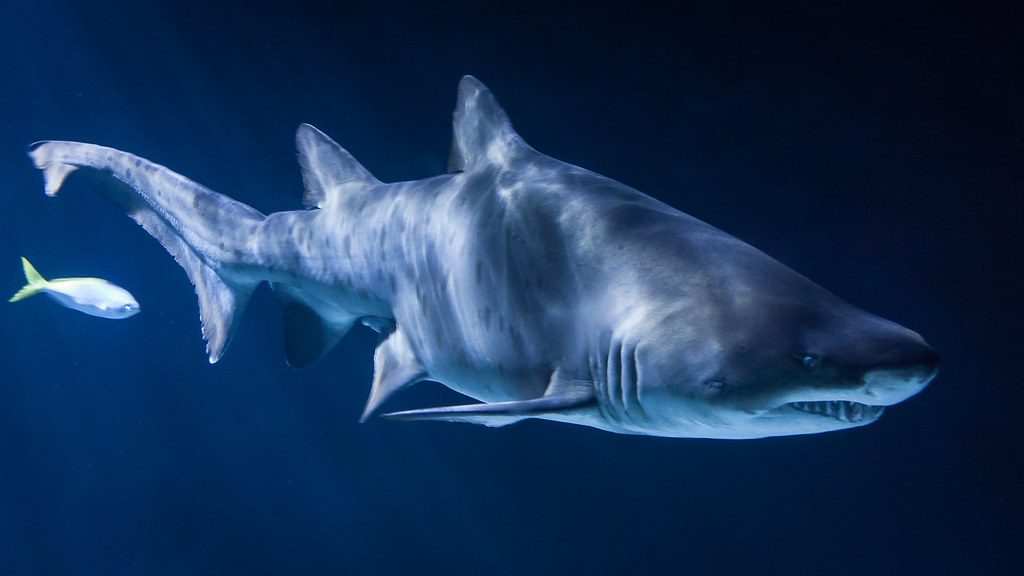 Sharks: Prehistoric Predators of the Deep (Image Credits: Flickr)