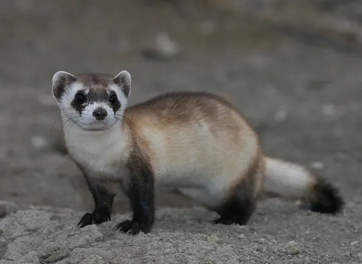 #9 - The Black-Footed Ferret: The Species a Dog Rescued From Extinction (Black-footed FerretUploaded by Mariomassone, Public domain)
